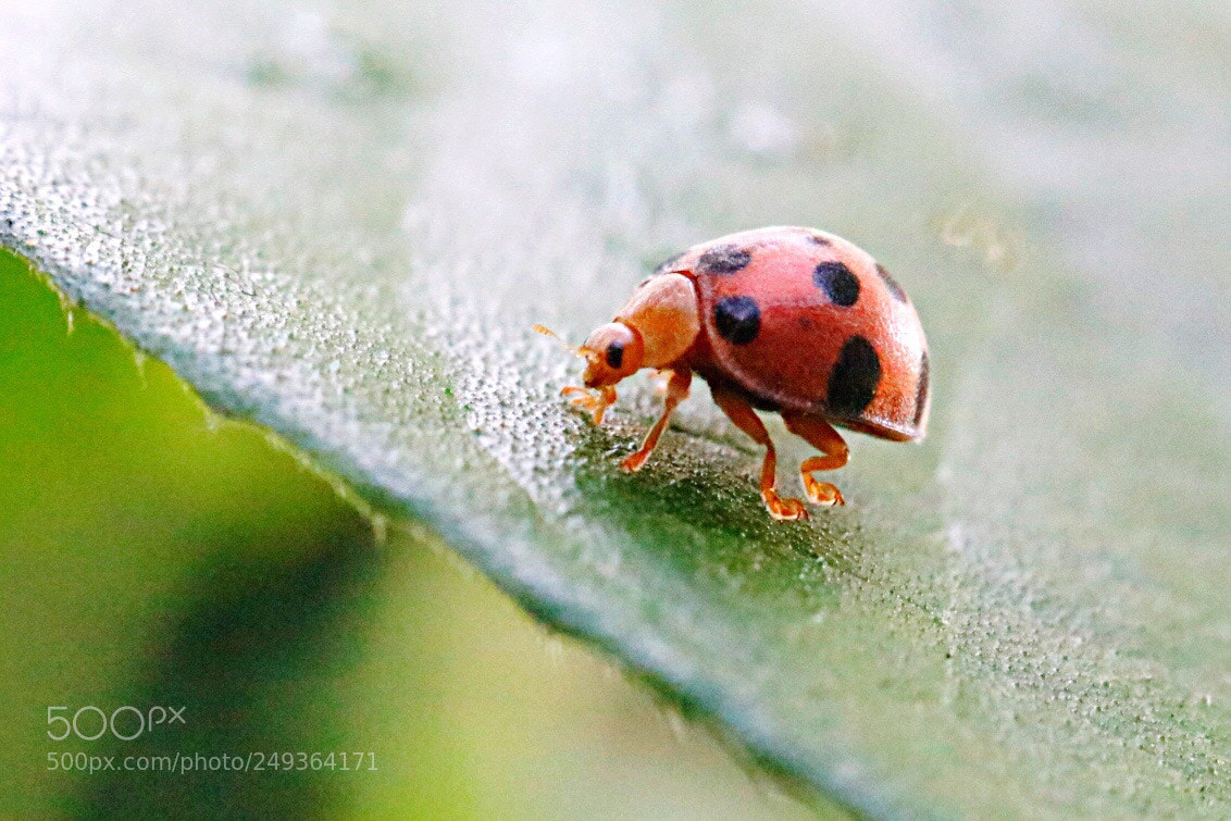 Canon EOS 80D sample photo. Ladybug photography