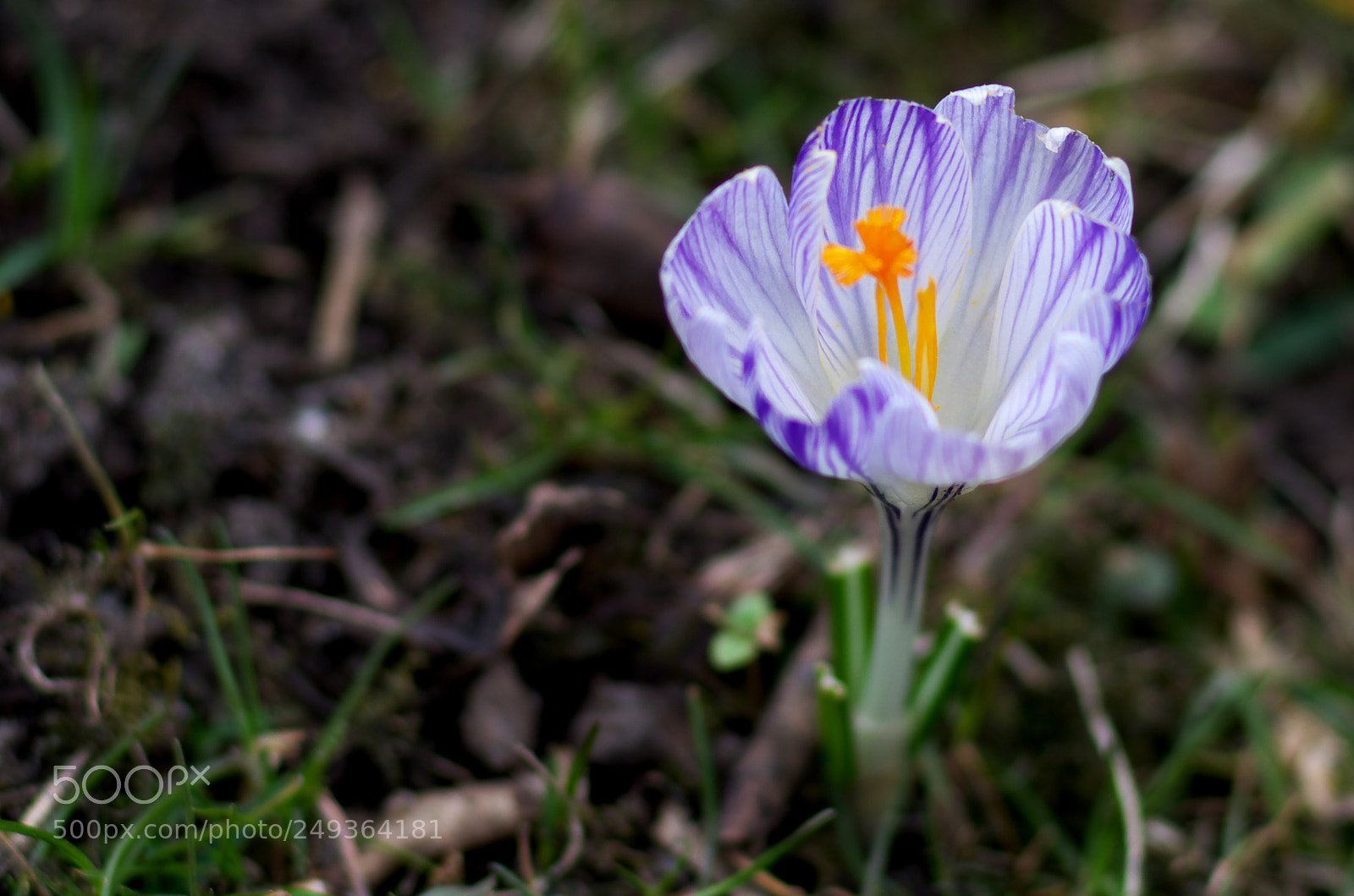 Pentax K-30 sample photo. Up photography