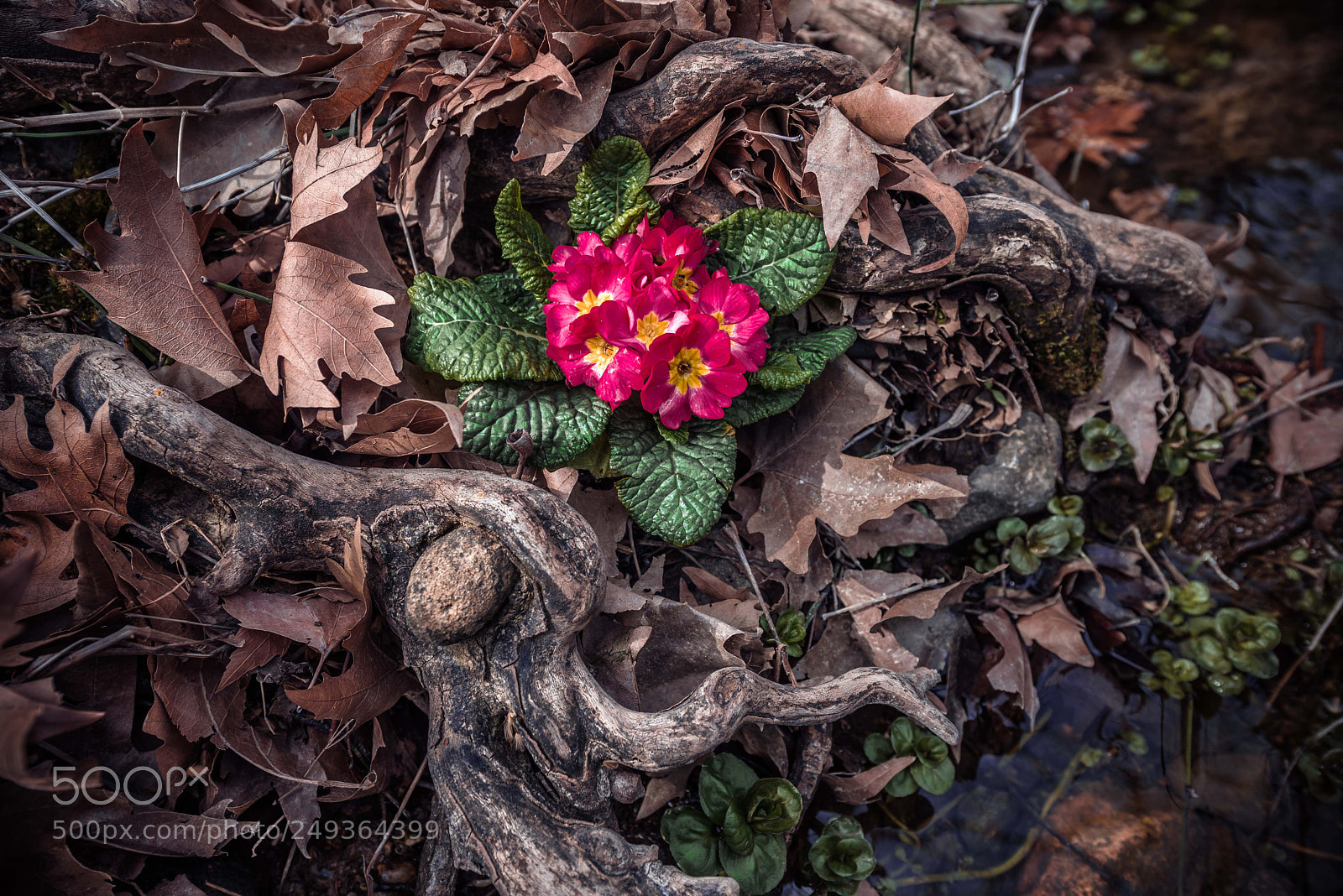 Nikon D600 sample photo. Spring flower. photography