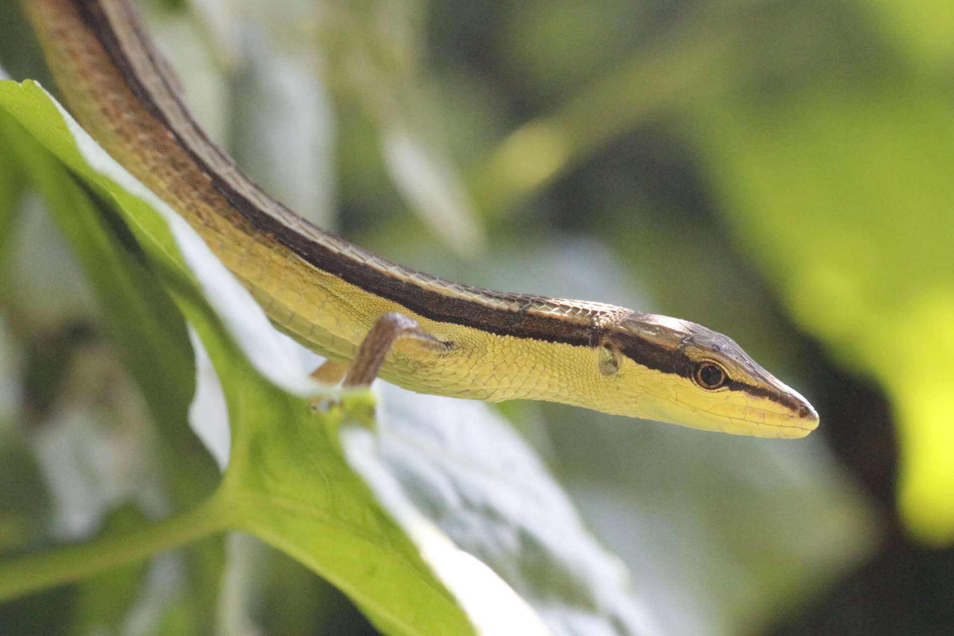 Canon EOS 80D sample photo. Lizard on bushes photography