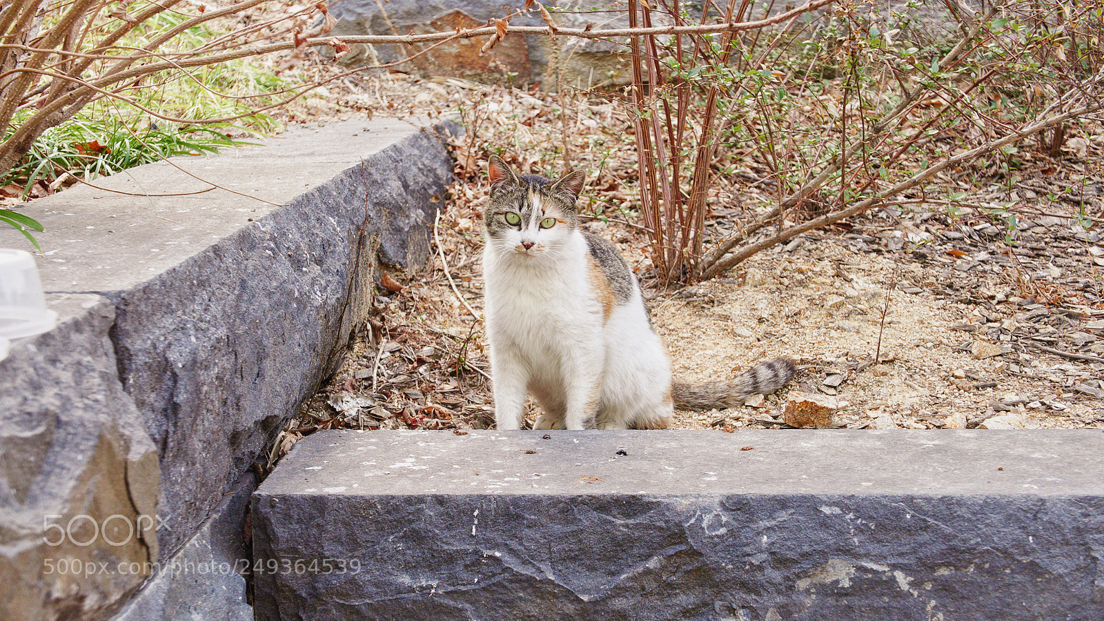 Panasonic Lumix DMC-LX100 sample photo. Stare photography