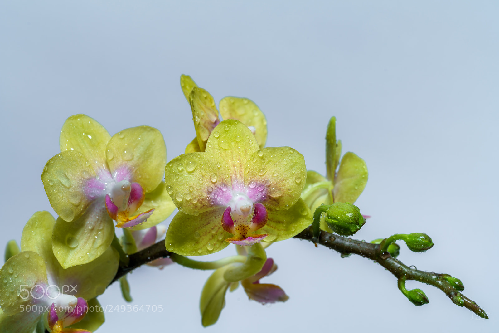 Sony a7R III sample photo. Yellow orchid iii photography