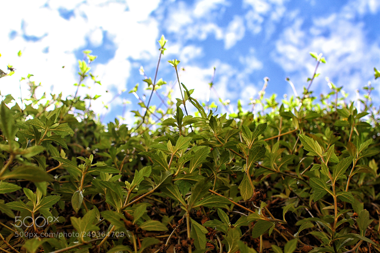 Canon EOS 7D sample photo. Green and blue, leaves photography