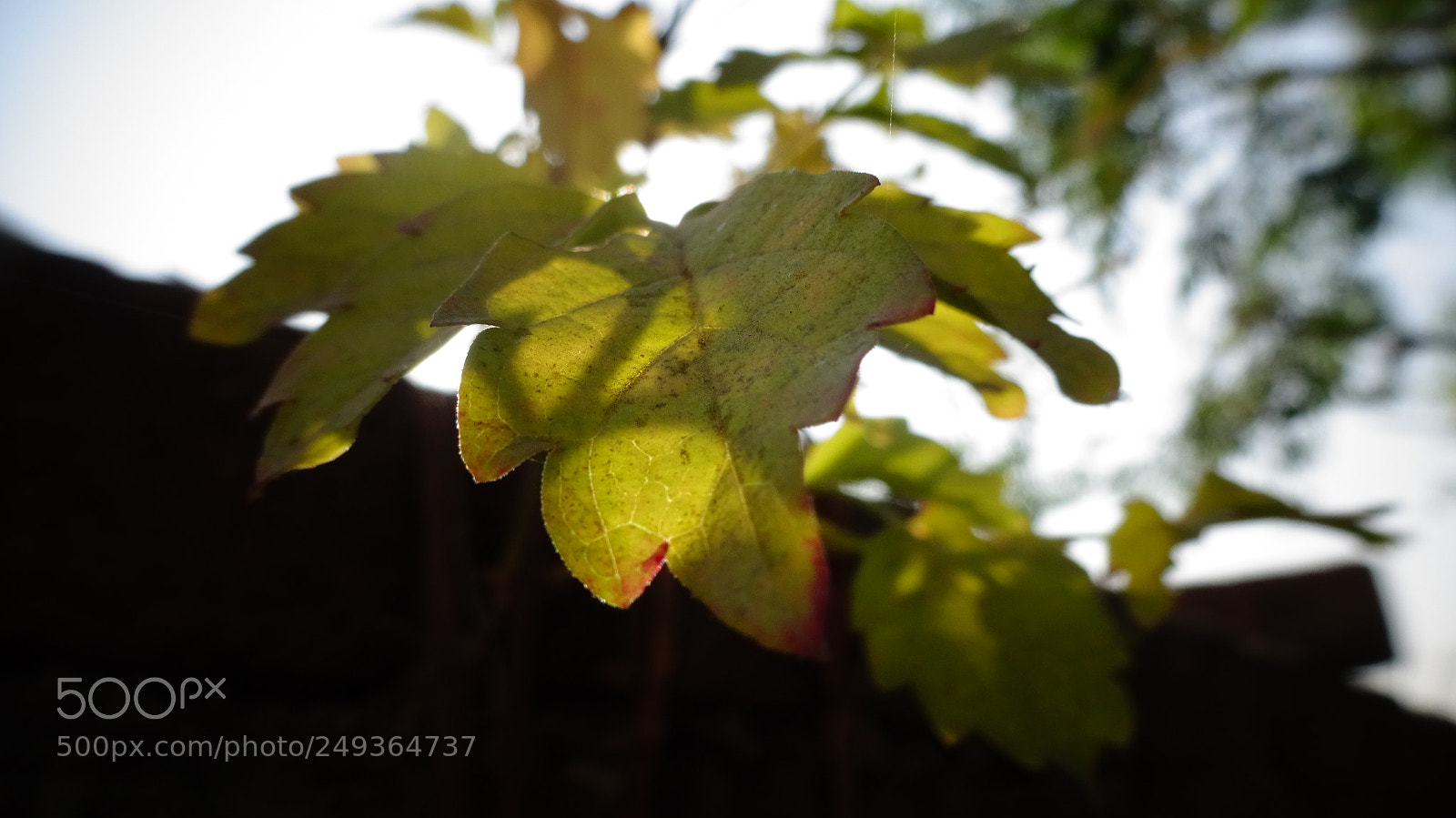 Sony Cyber-shot DSC-WX350 sample photo. Leaf photography