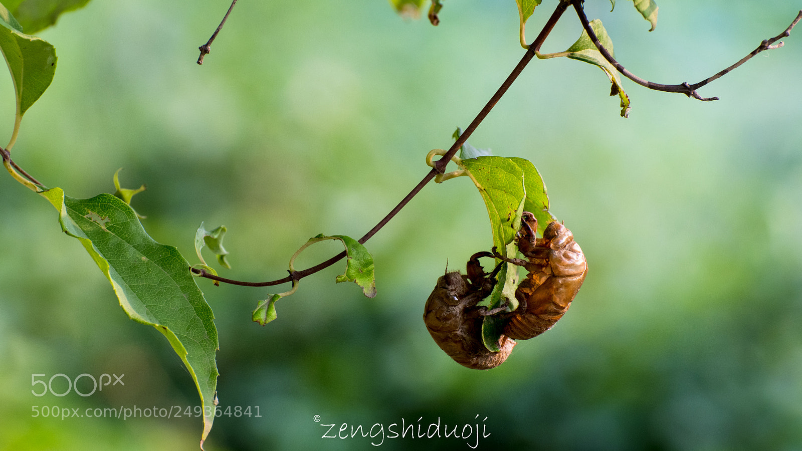 Nikon D500 sample photo. 金蝉脱壳 photography