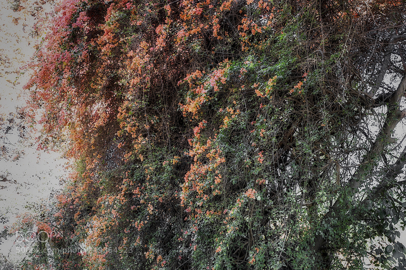 Canon EOS 6D Mark II sample photo. Creeper photography