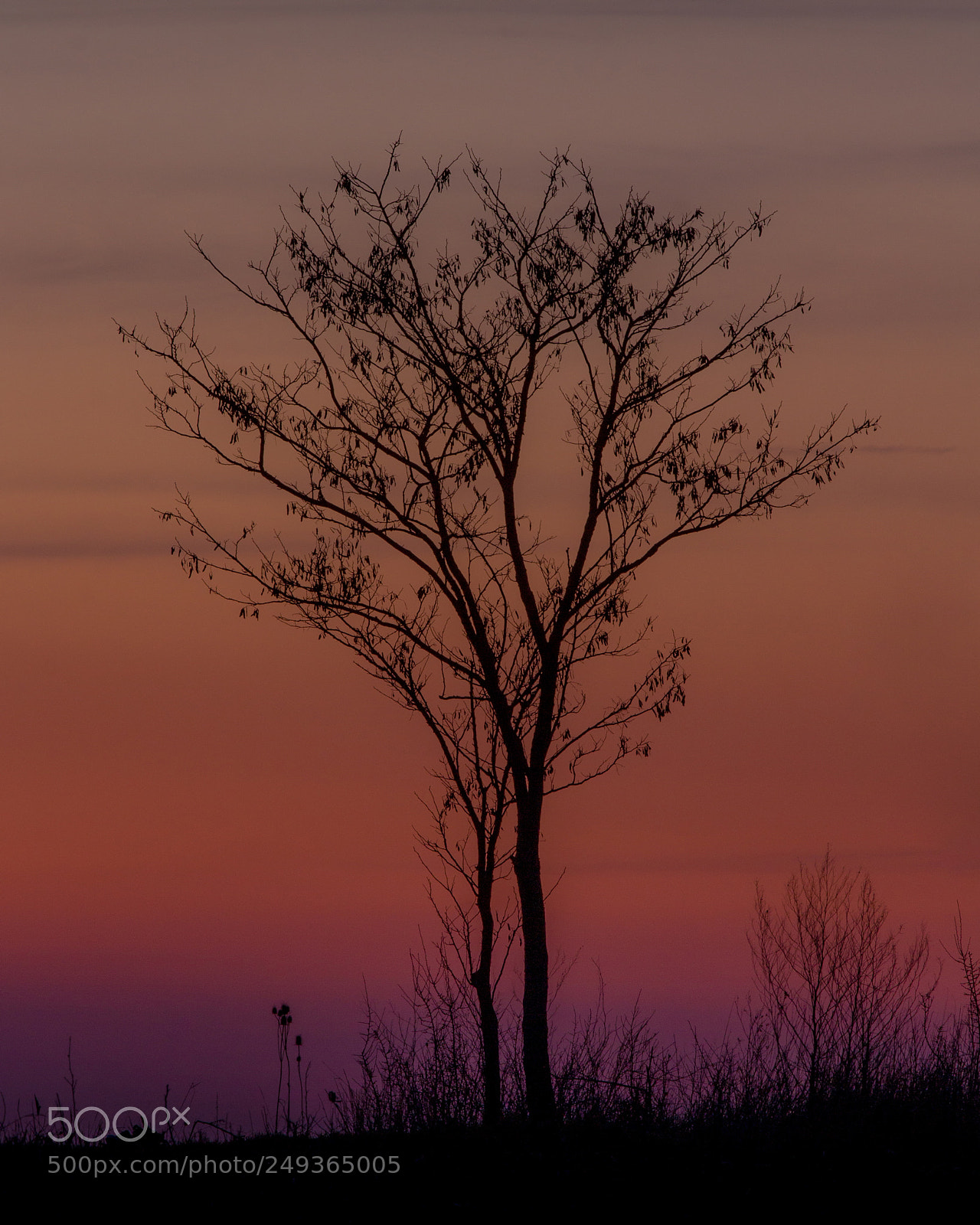 Canon EOS 700D (EOS Rebel T5i / EOS Kiss X7i) sample photo. Lonely tree photography