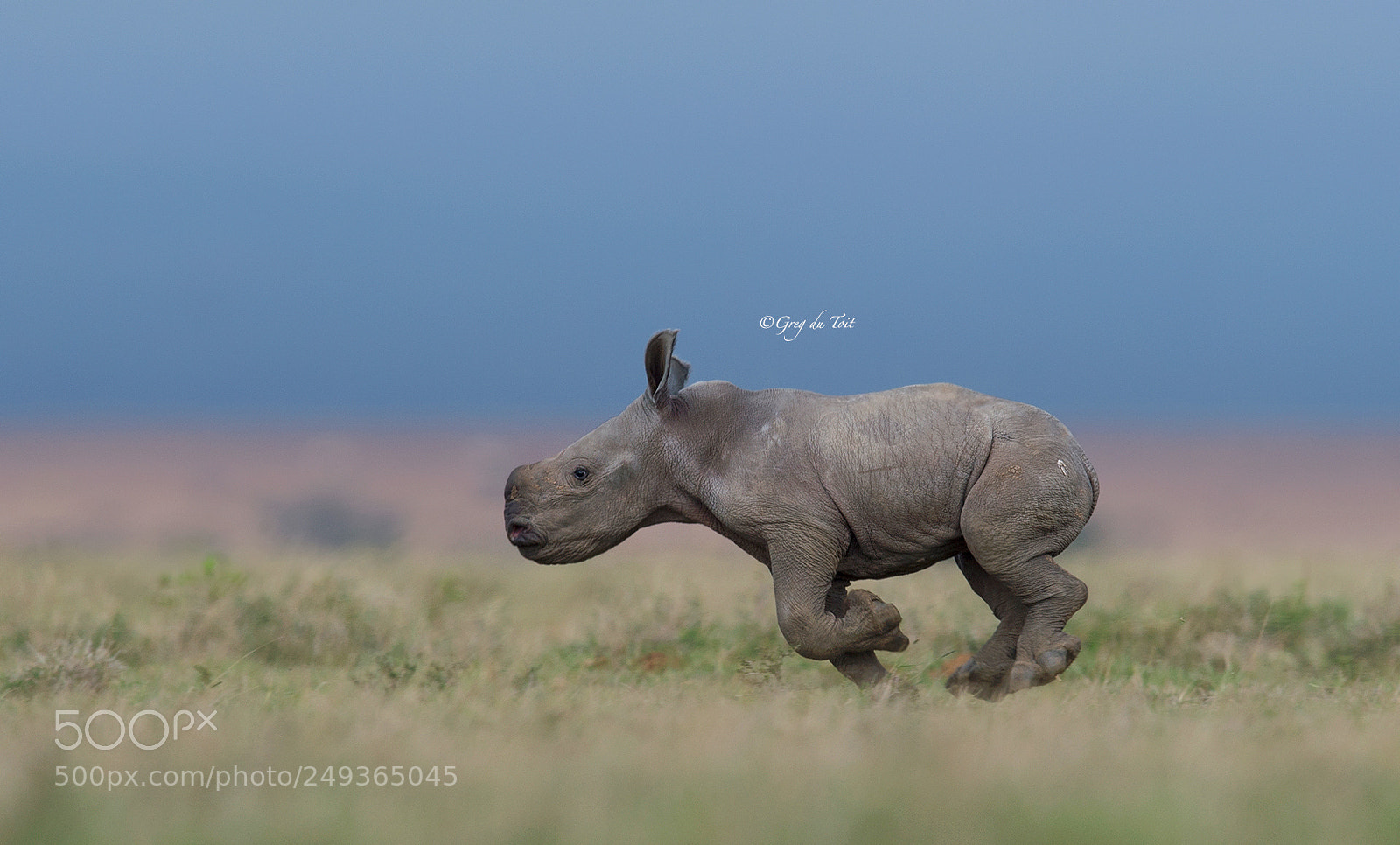 Nikon D4S sample photo. Baby girl rhino running photography