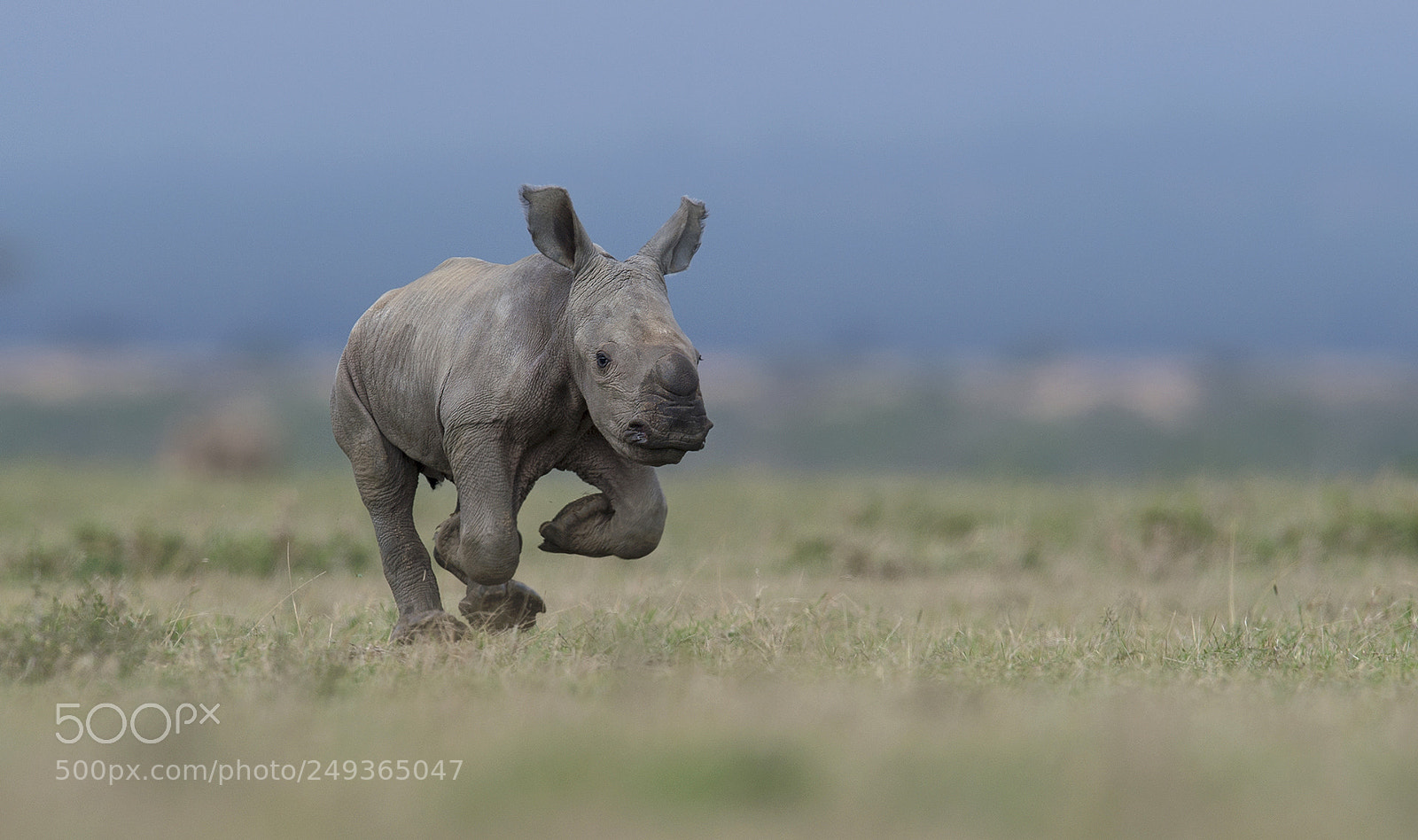 Nikon D4S sample photo. Baby girl rhino running photography