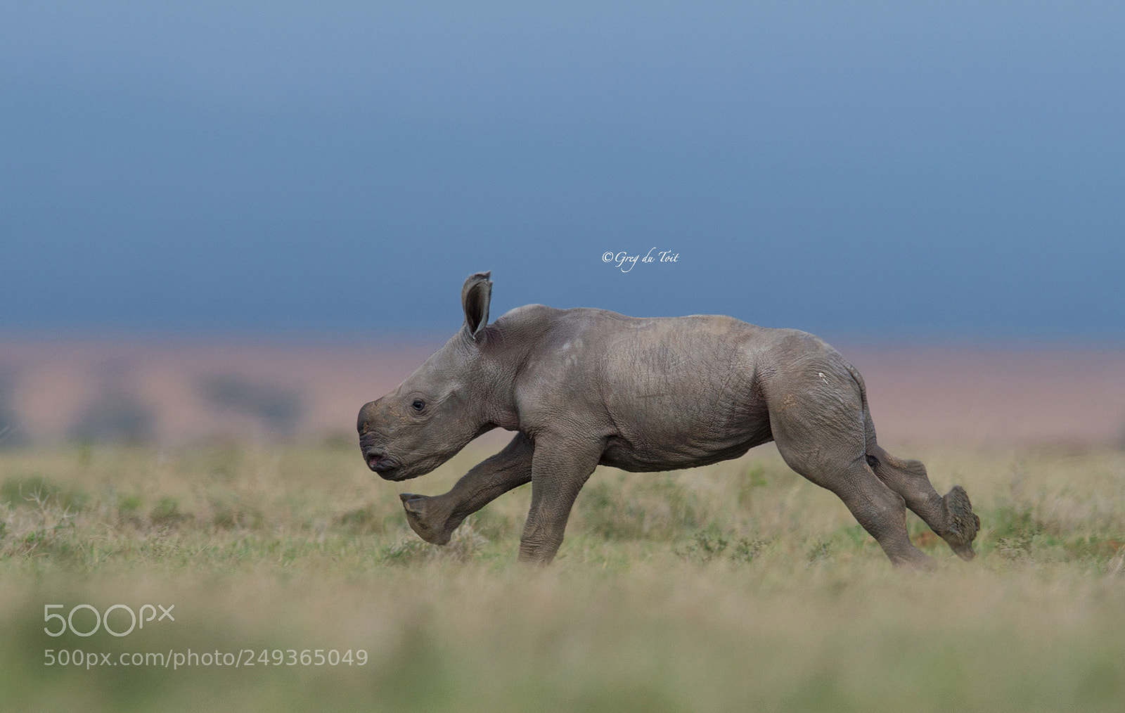Nikon D4S sample photo. Baby girl rhino running photography