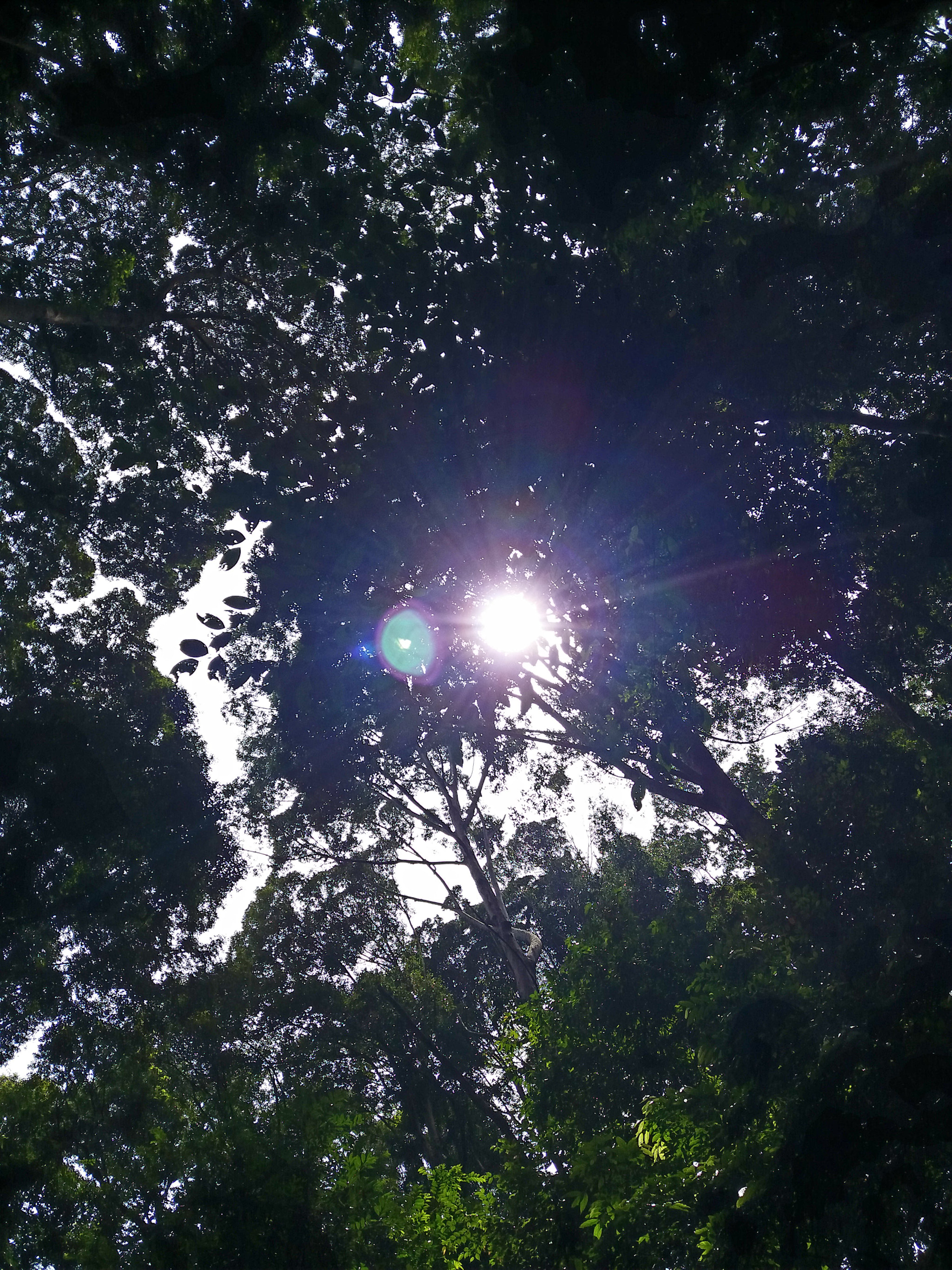 Samsung Galaxy A9 Pro sample photo