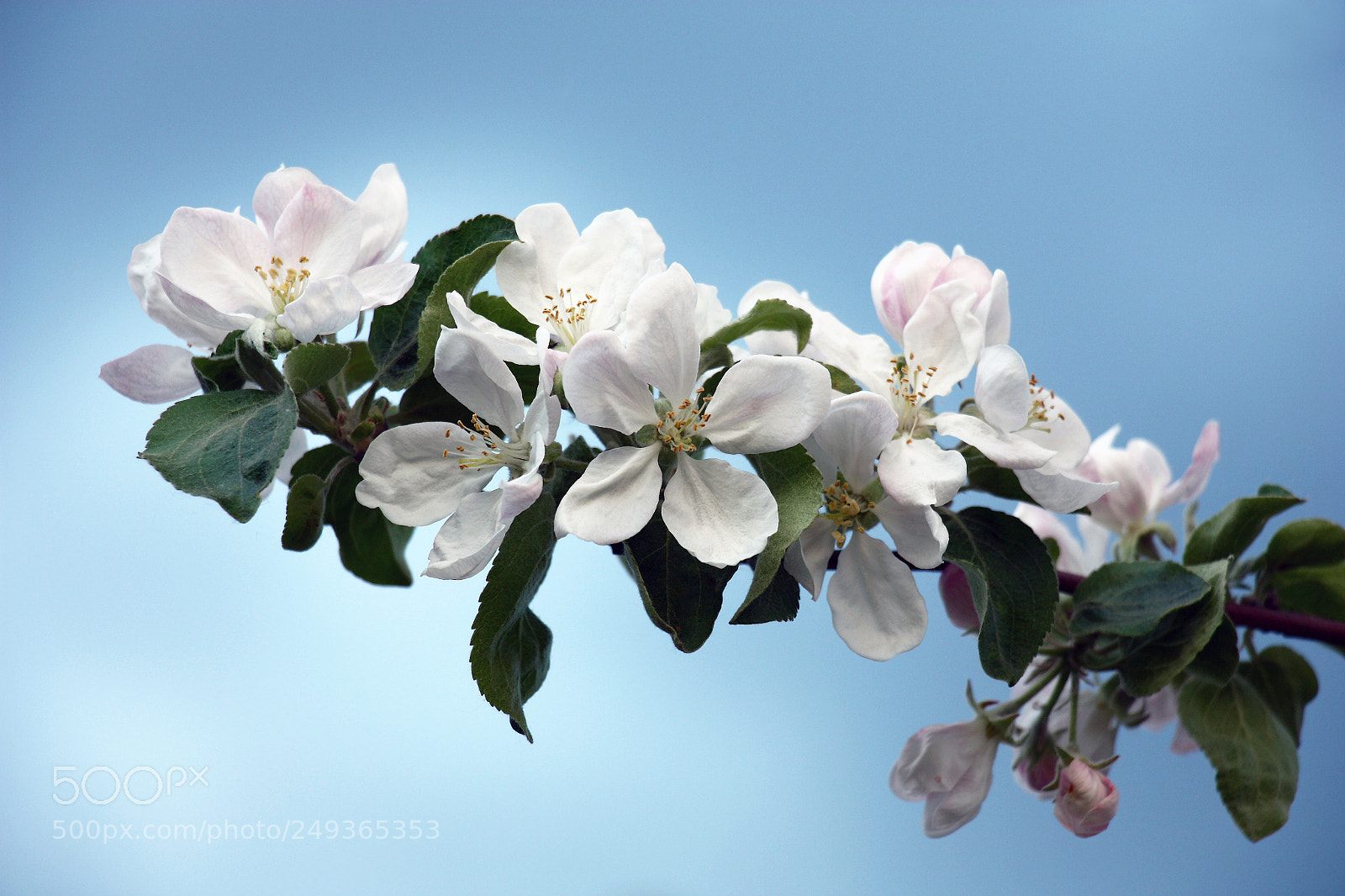 Canon EOS 450D (EOS Rebel XSi / EOS Kiss X2) sample photo. Blossoming branch of an photography