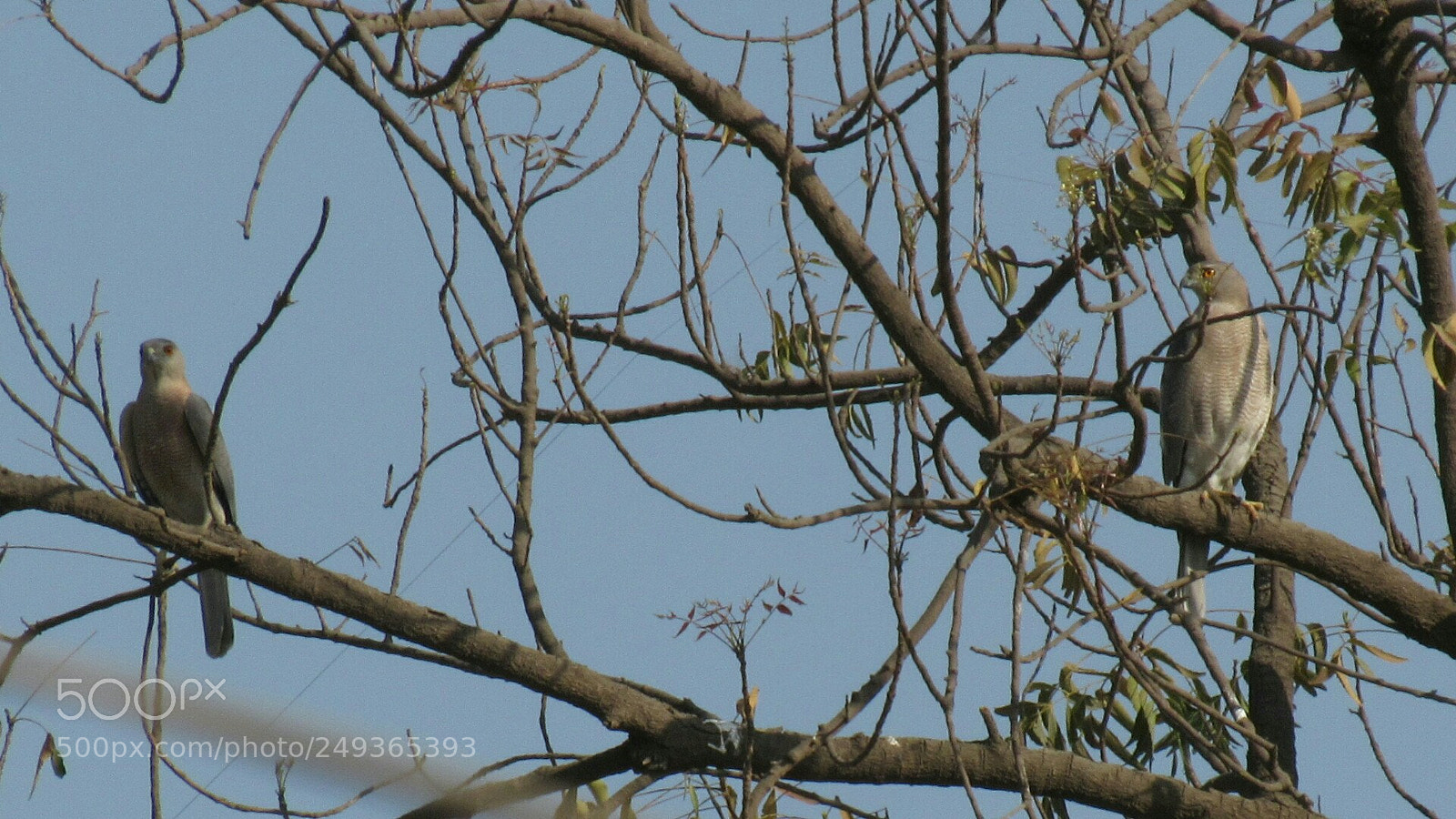Canon PowerShot SX530 HS sample photo. Shikra pair photography