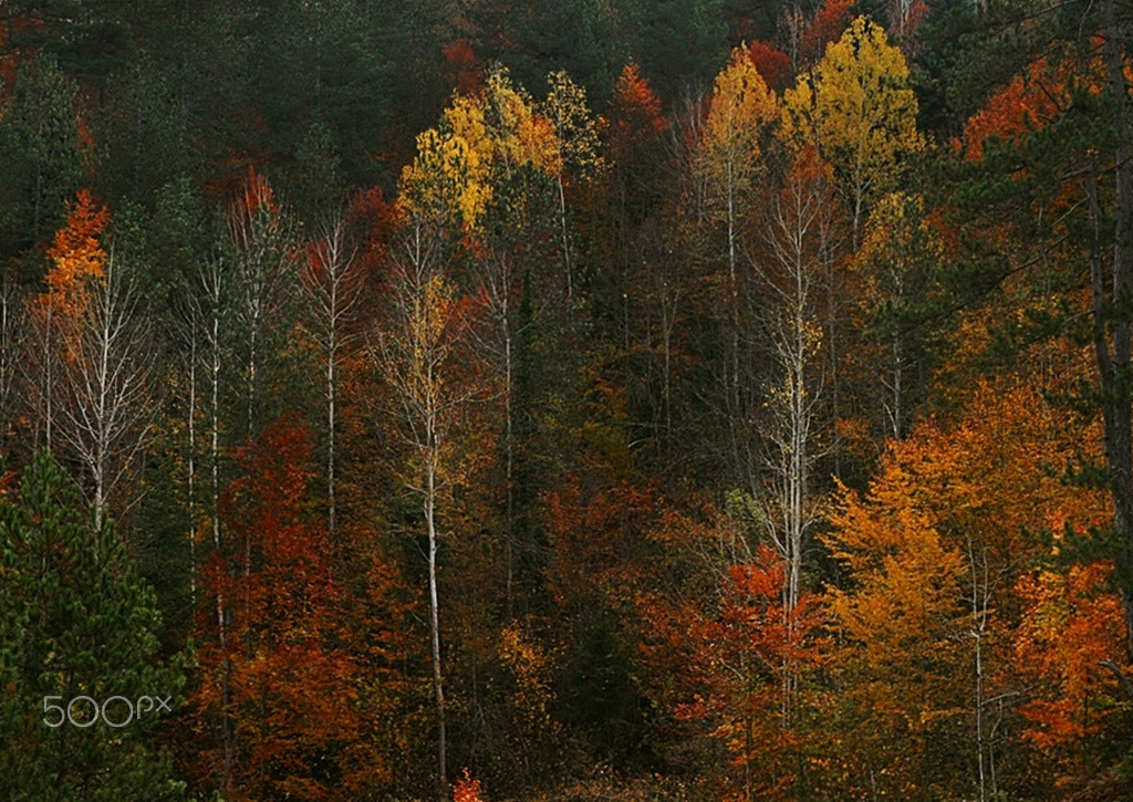 Nikon D5000 sample photo. ** photography