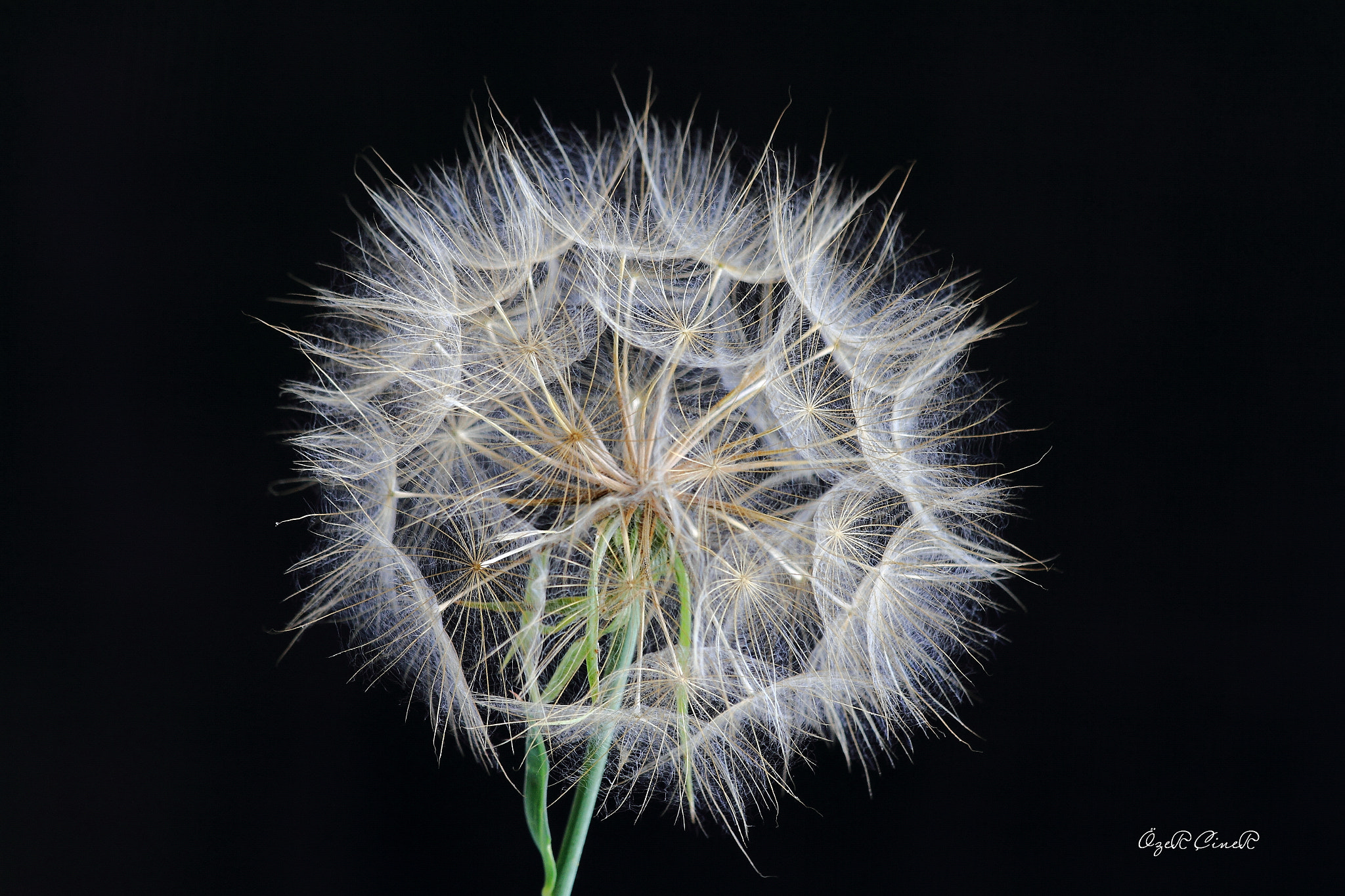 Canon EF 70-300mm F4-5.6 IS USM sample photo. Delicate photography