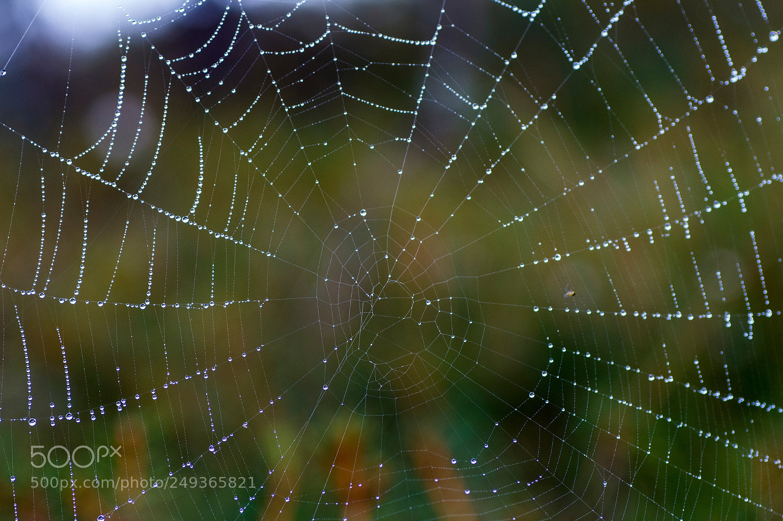 Canon EOS 650D (EOS Rebel T4i / EOS Kiss X6i) sample photo. Pearls photography