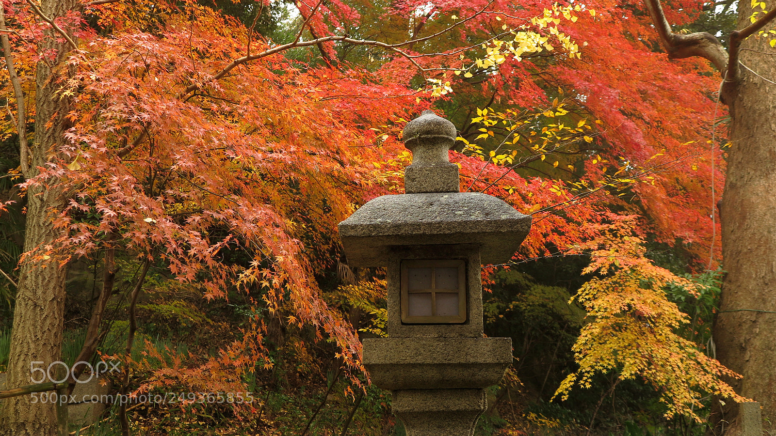 Canon PowerShot G1 X Mark II sample photo. Momiji. photography