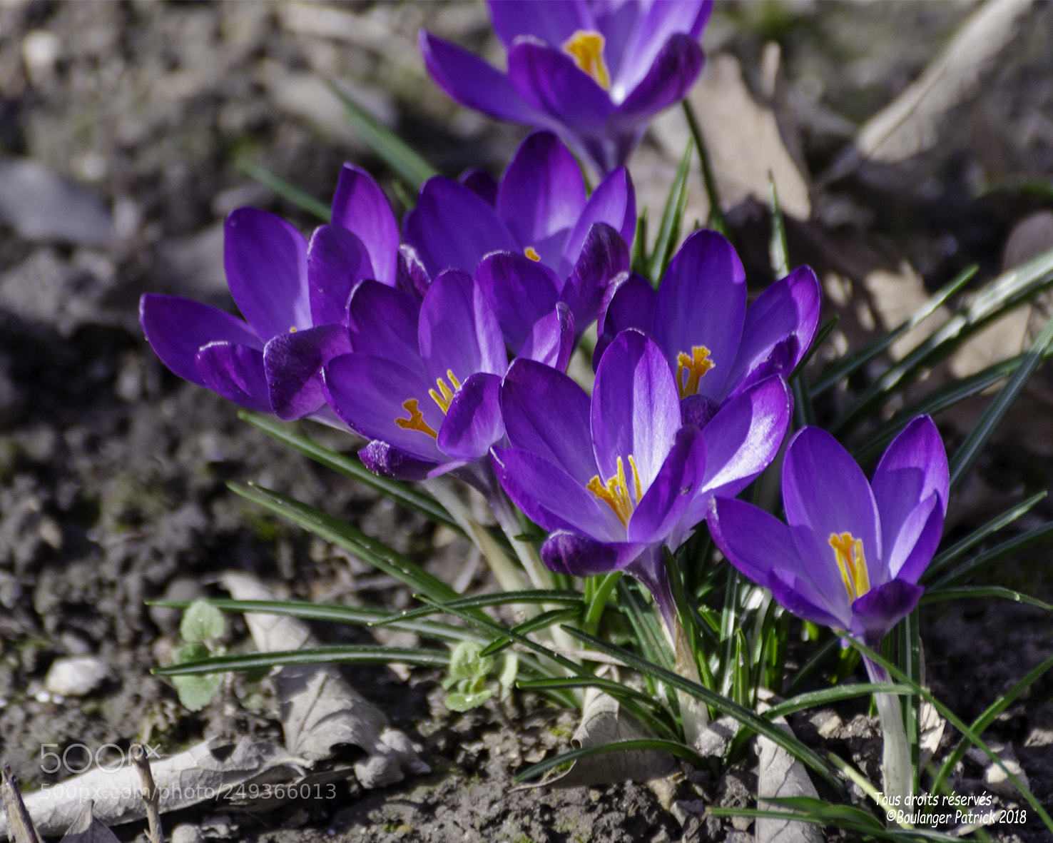 Nikon D7000 sample photo. Crocus photography