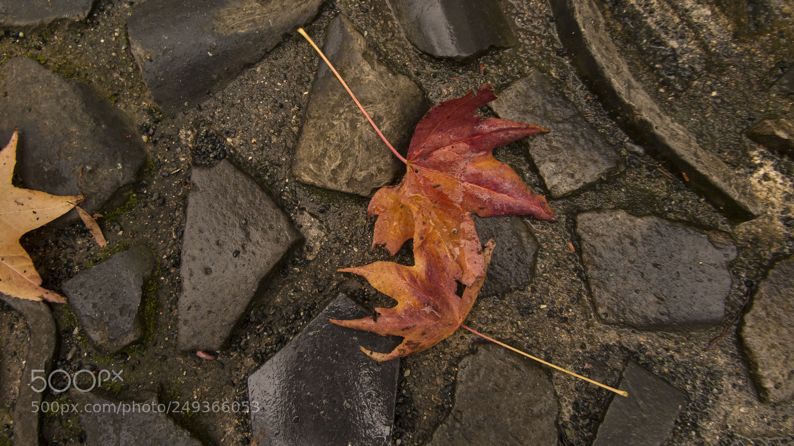Canon PowerShot G1 X Mark II sample photo. Fallen leaves. photography