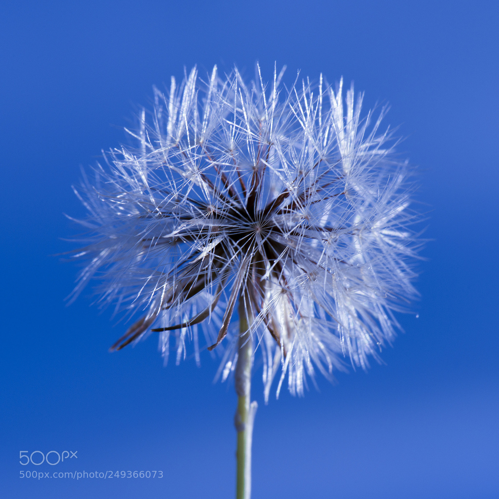 Nikon D800 sample photo. Closeup of a wild photography