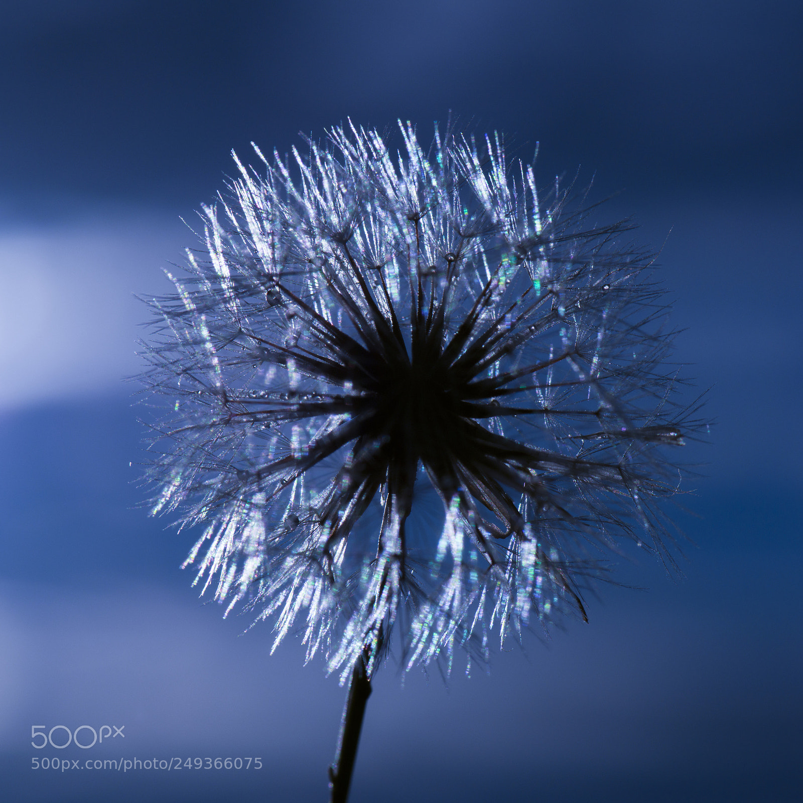 Nikon D800 sample photo. Closeup of a wild photography