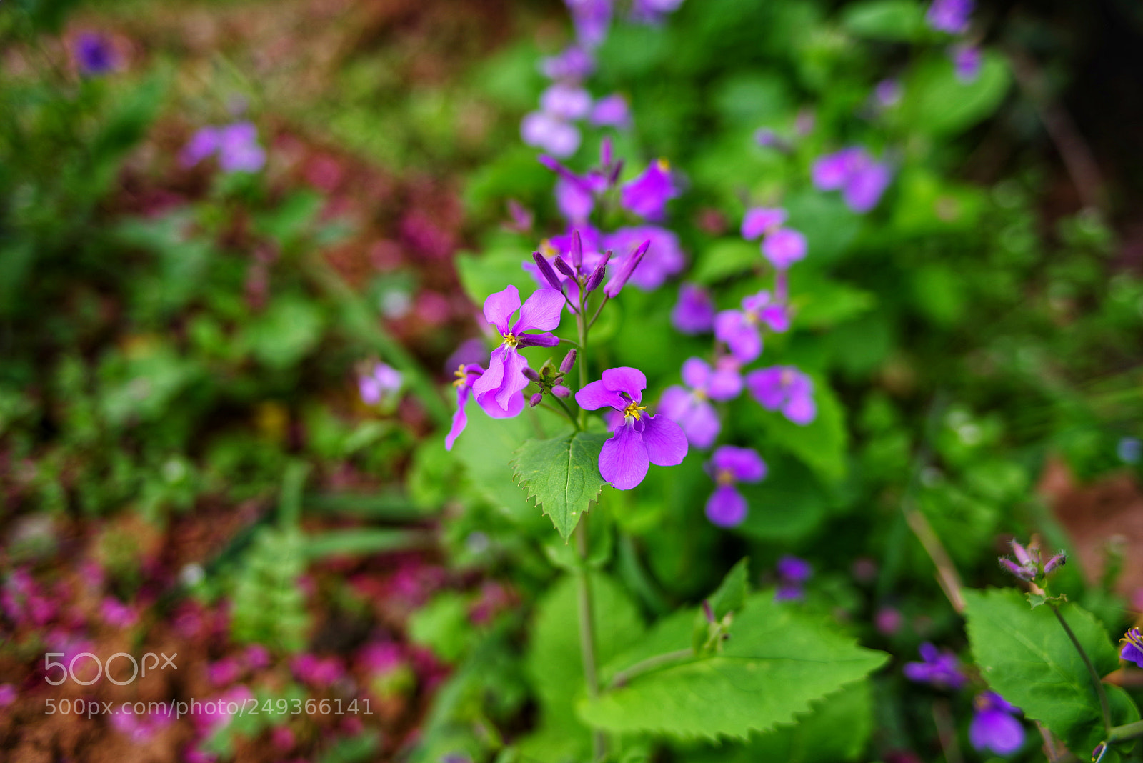 Pentax K-1 sample photo. Untitled photography