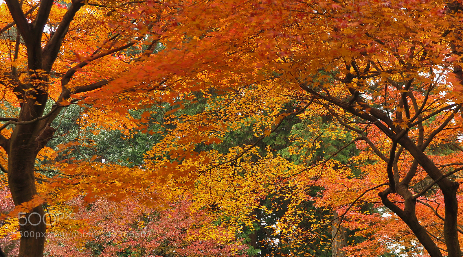 Canon PowerShot G1 X Mark II sample photo. Garden in ishiyama-dera temple. photography