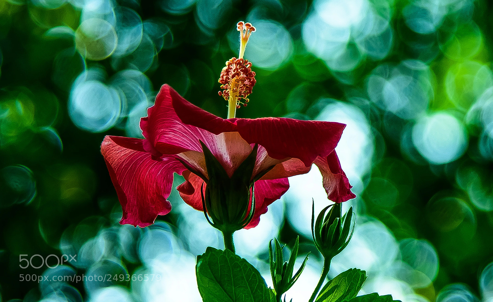 Nikon D810 sample photo. A very pretty hibiscus!! photography