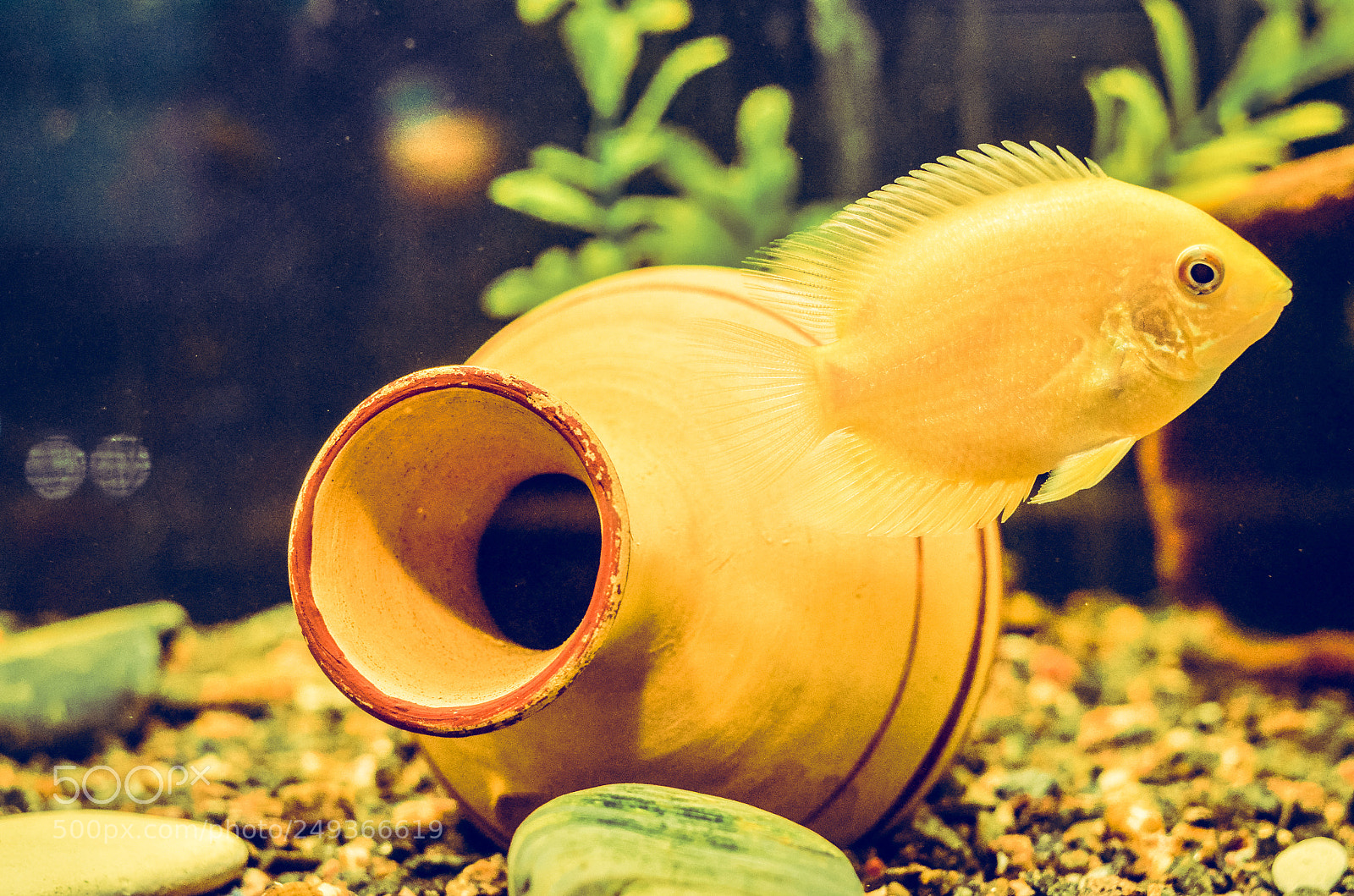 Nikon D7000 sample photo. Fish out the old photography