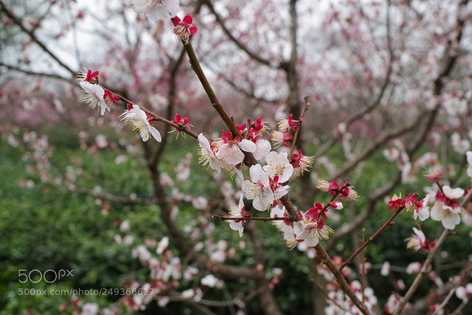 Pentax K-1 sample photo. Untitled photography