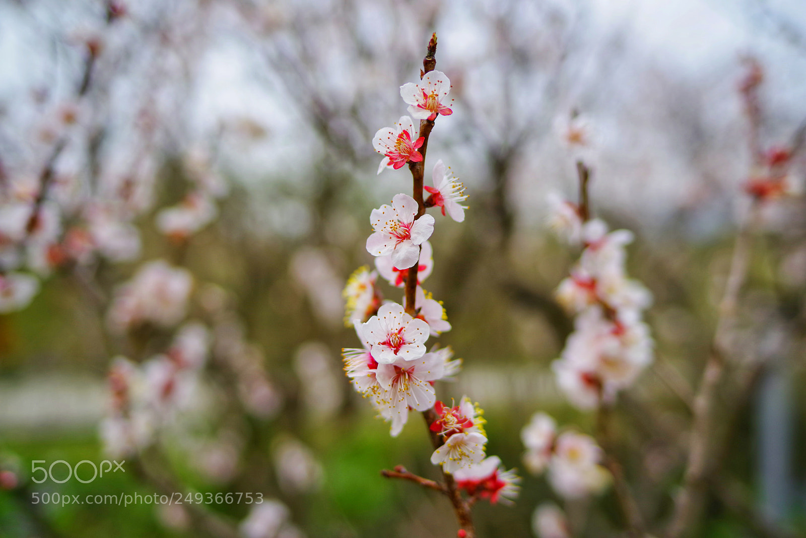 Pentax K-1 sample photo. Untitled photography