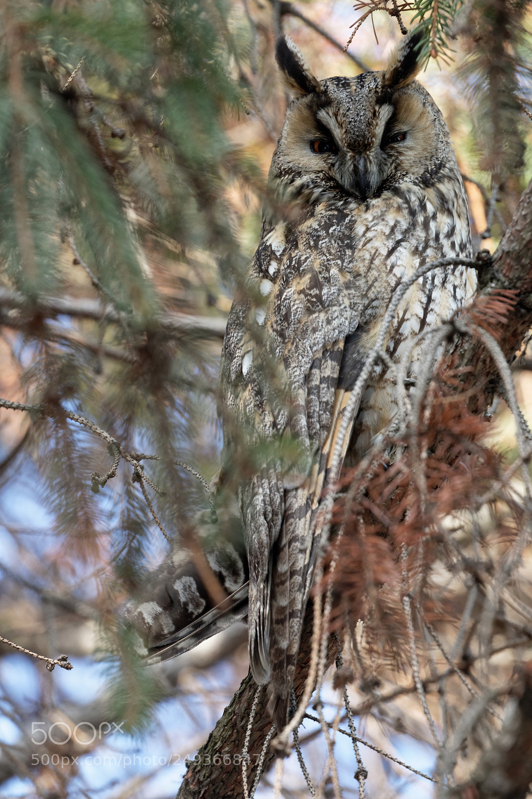 Canon EOS 7D Mark II sample photo. Owl photography