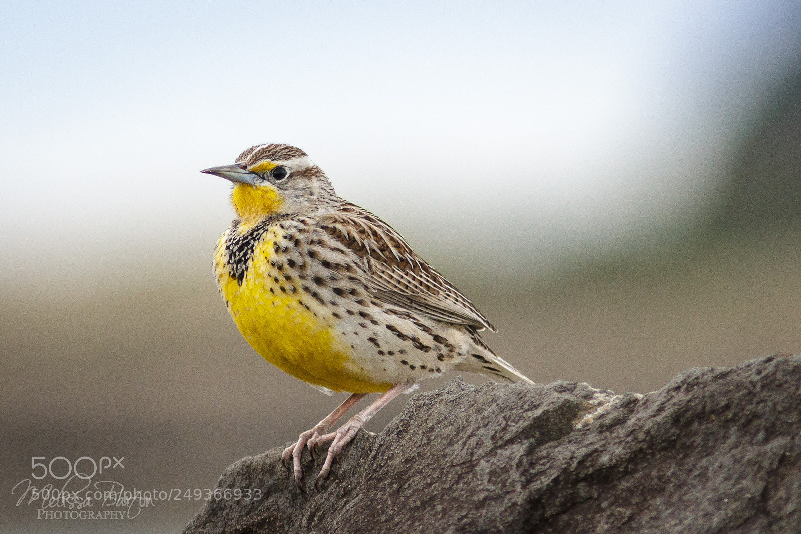 Canon EOS 7D sample photo. Western meadowlark photography