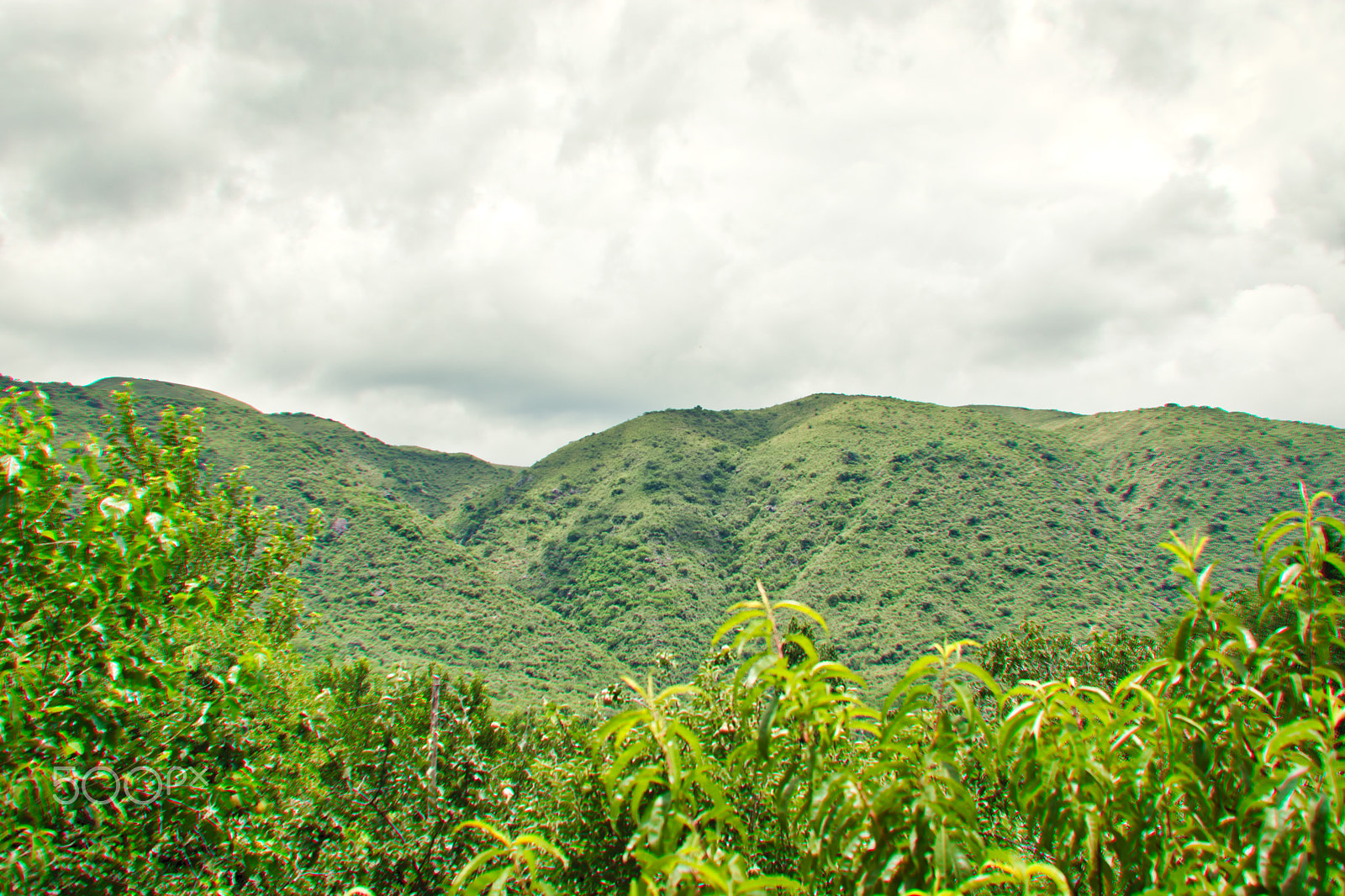 AF Zoom-Nikkor 35-135mm f/3.5-4.5 N sample photo. Peach plants in mountain area photography