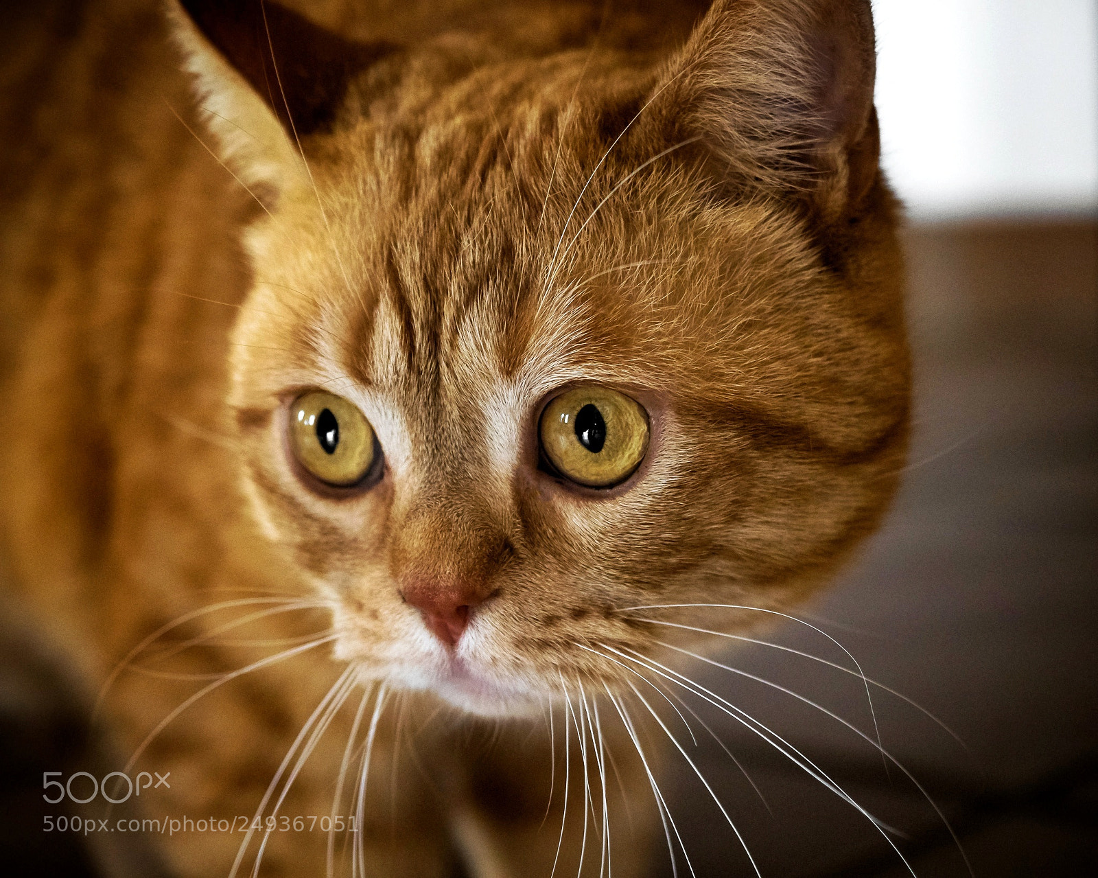 Olympus OM-D E-M1 Mark II sample photo. I think is he...garfield photography