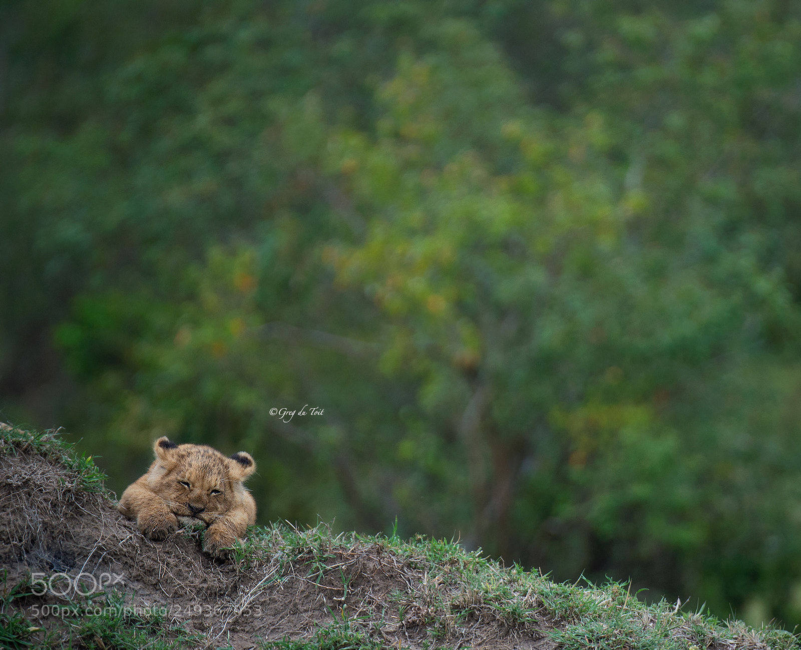 Nikon D4S sample photo. Lion cub asleep on photography