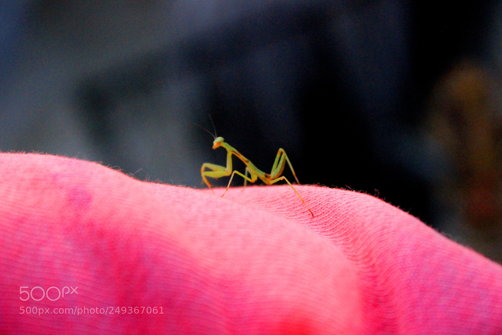 Canon EOS 600D (Rebel EOS T3i / EOS Kiss X5) sample photo. Img photography