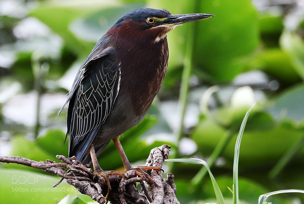 Canon EOS 5D Mark IV sample photo. Green heron portrait photography