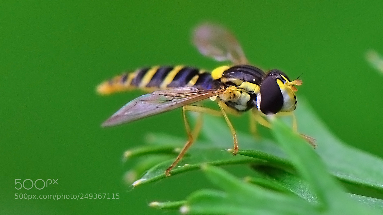 Nikon D5000 sample photo. Dipteran photography