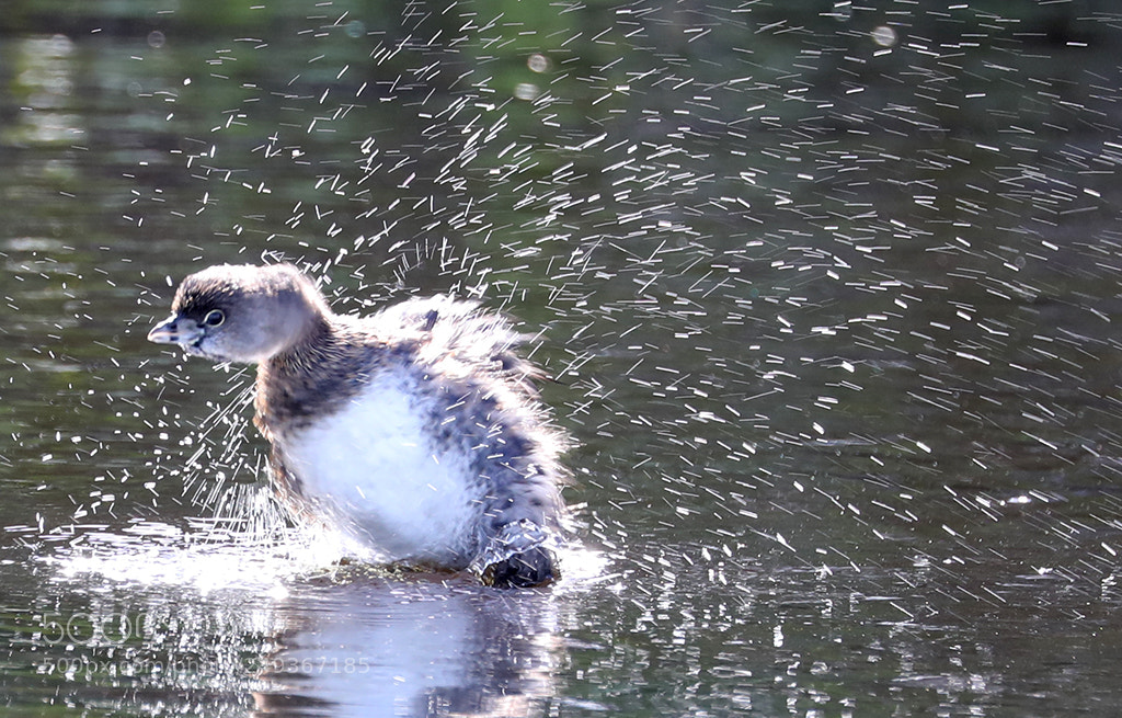 Canon EOS 5D Mark IV sample photo. Little guy- big splasher photography