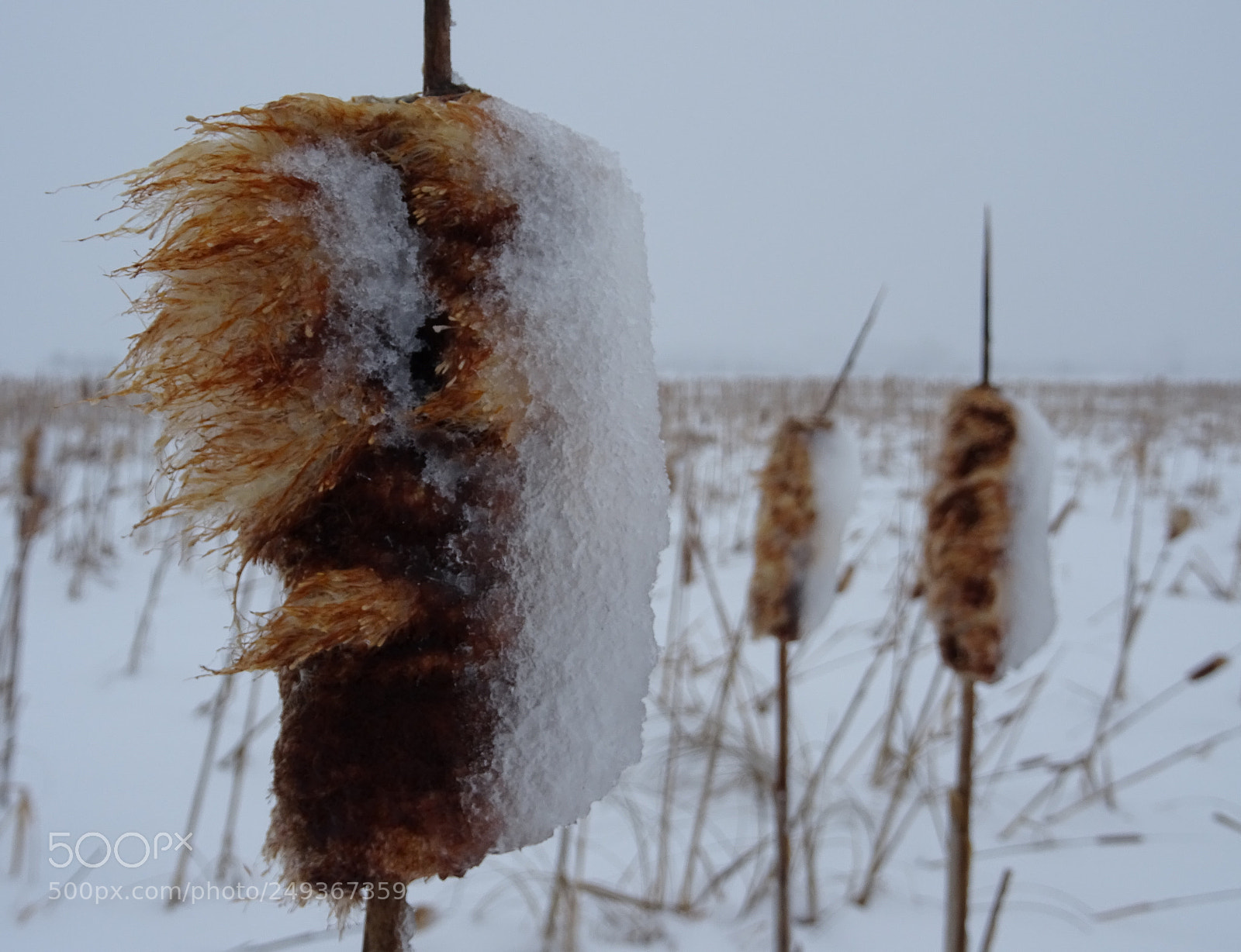 Sony DSC-HX60V sample photo. Cat tail blizzard photography