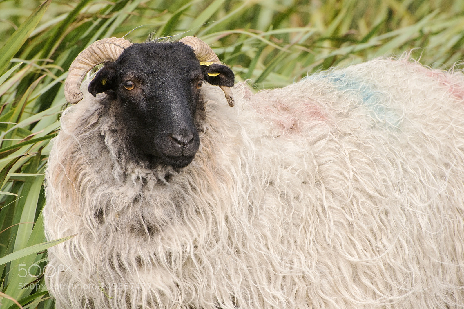 Nikon D600 sample photo. Woolley coat! (1) photography