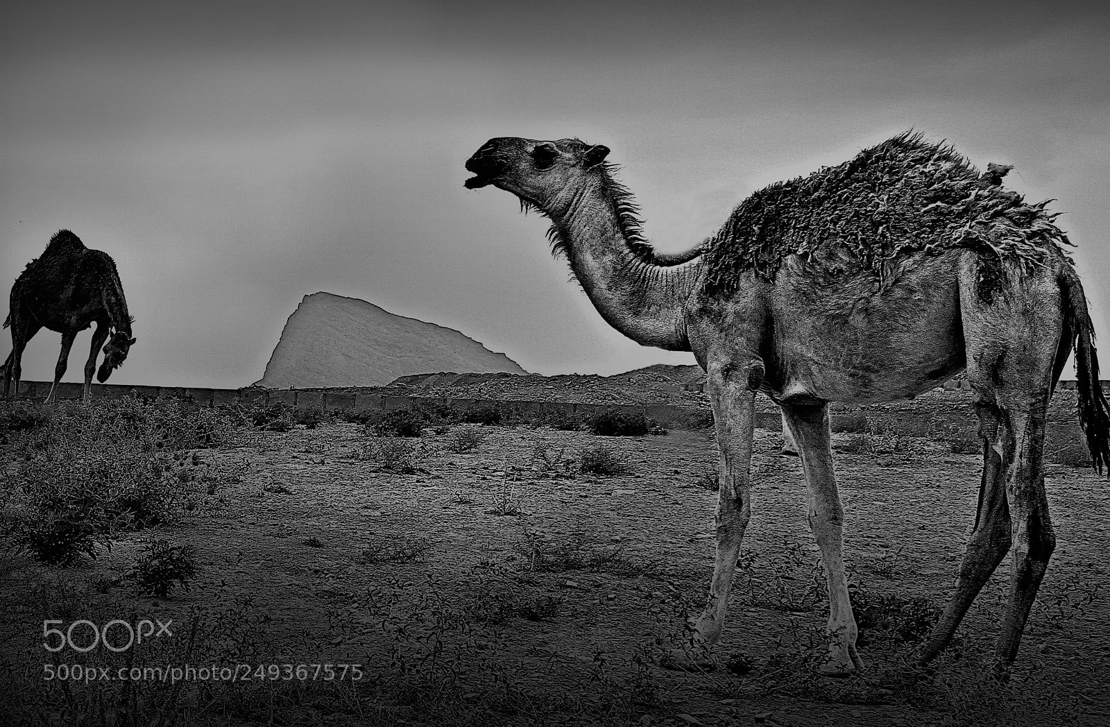 Canon EOS 7D sample photo. Camel photography