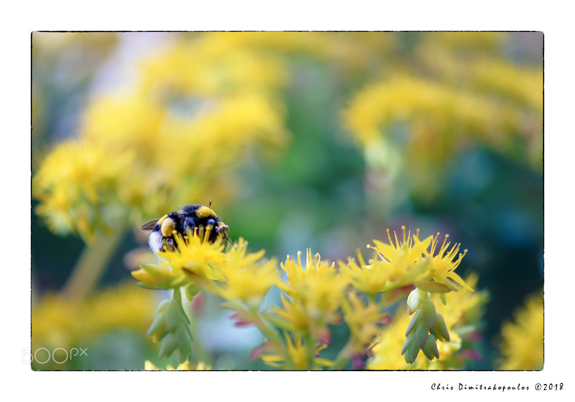Nikon D7000 sample photo. Bumblebee photography