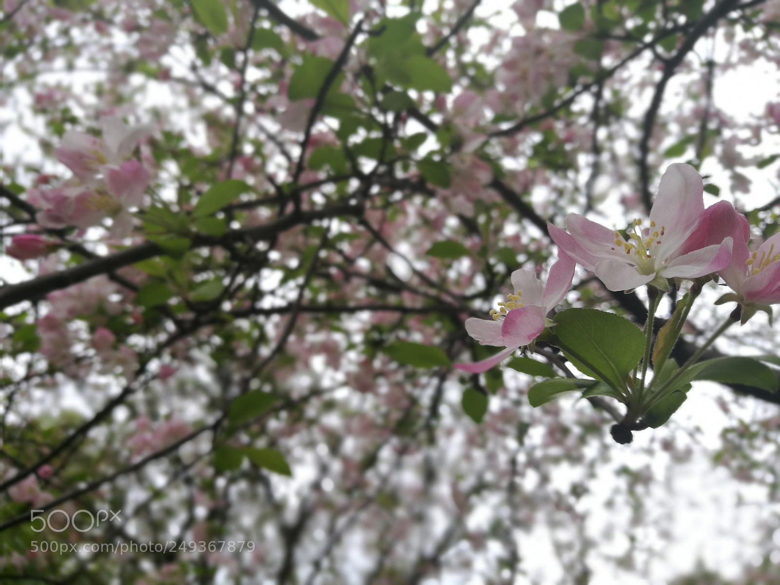 HUAWEI P9 sample photo. Edf photography