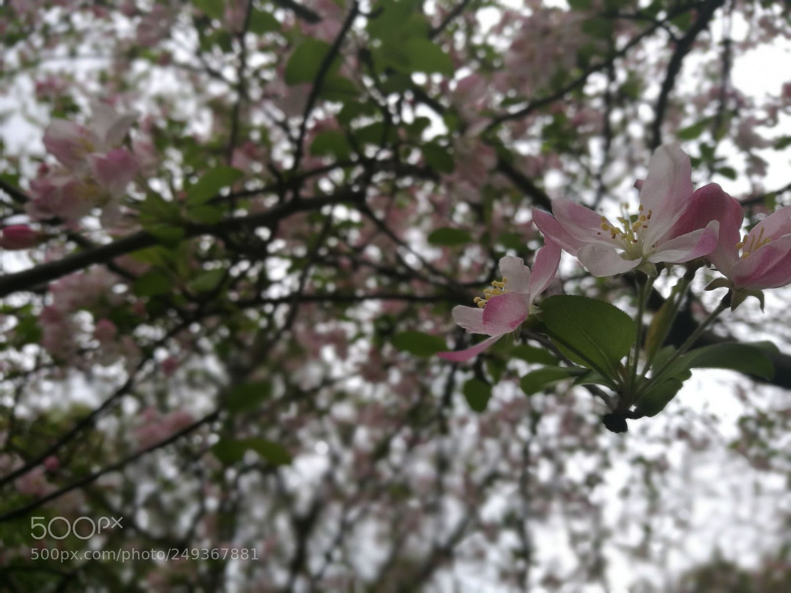 HUAWEI P9 sample photo. Edf photography