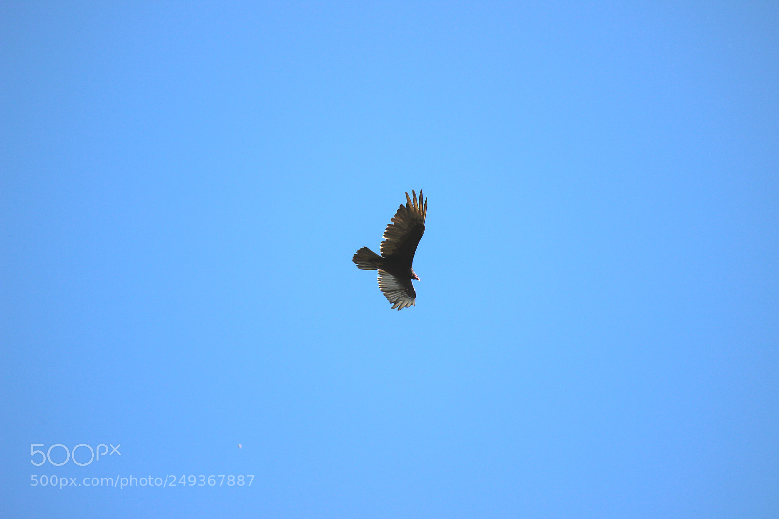 Canon EOS 600D (Rebel EOS T3i / EOS Kiss X5) sample photo. Img photography
