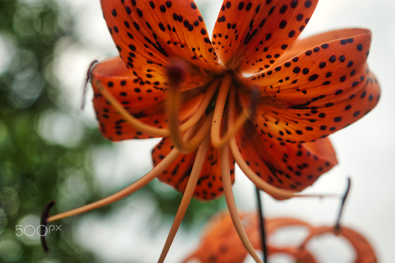 AF Zoom-Nikkor 35-135mm f/3.5-4.5 N sample photo. The lilium tigrinum or tiger lily photography