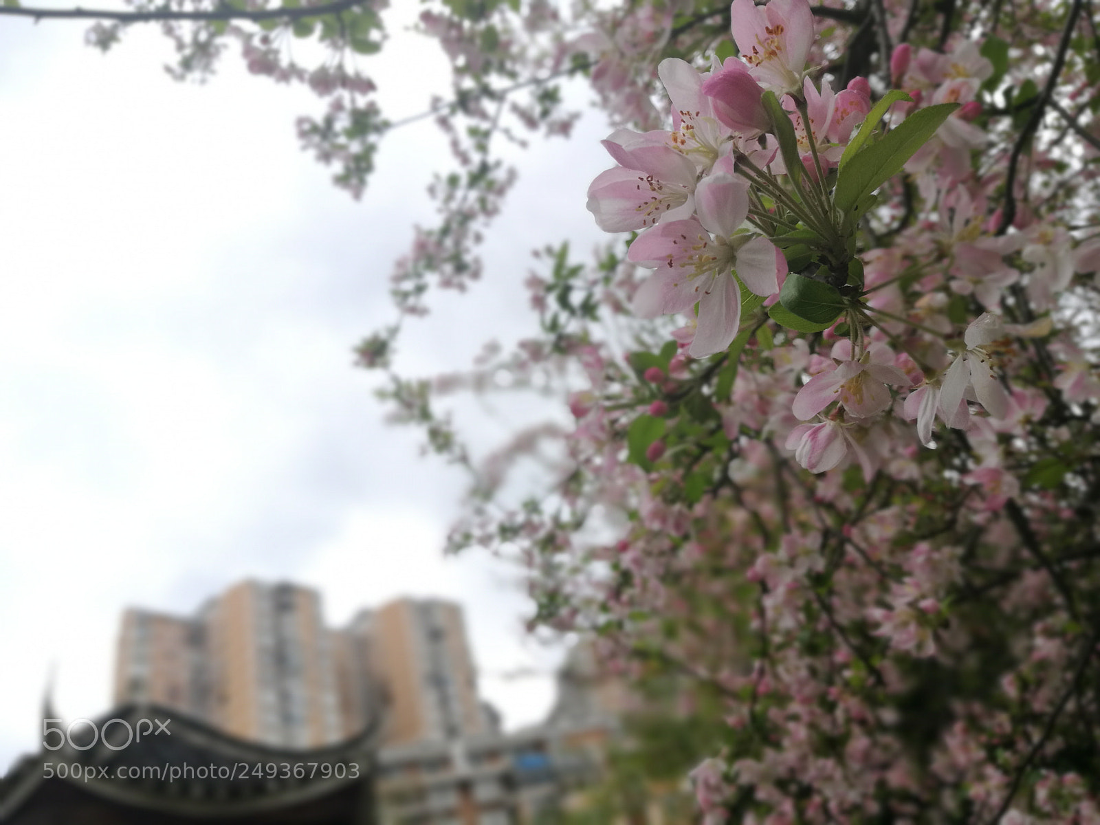 HUAWEI P9 sample photo. Edf photography