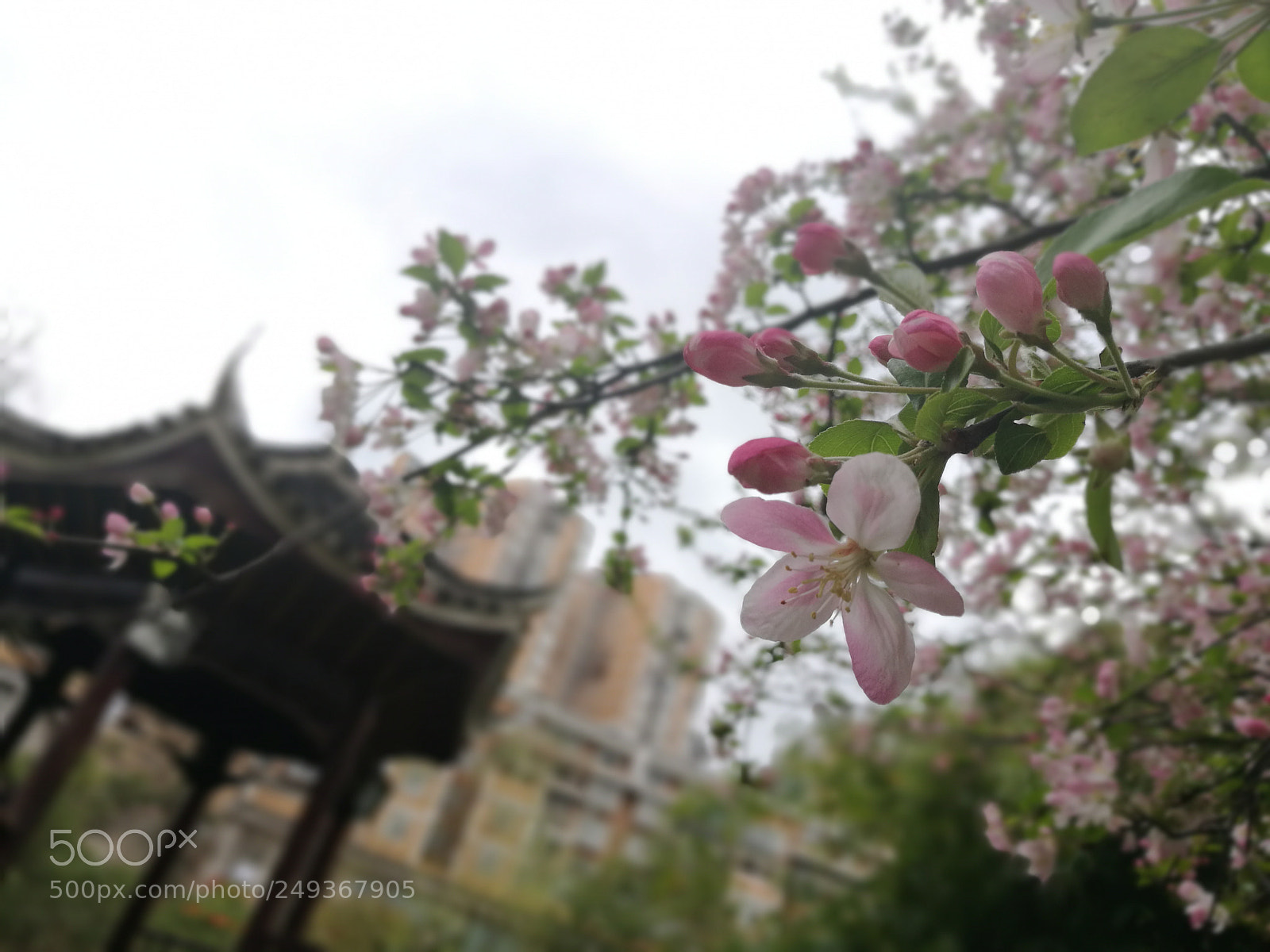 HUAWEI P9 sample photo. Edf photography